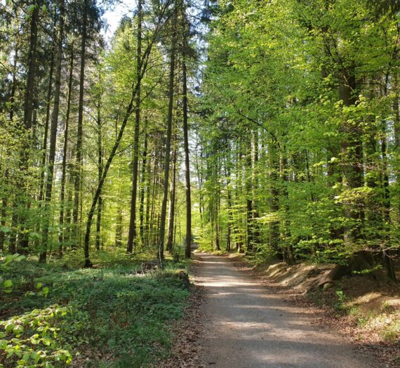 Durch den Tettnanger Wald nach Mariabrunn